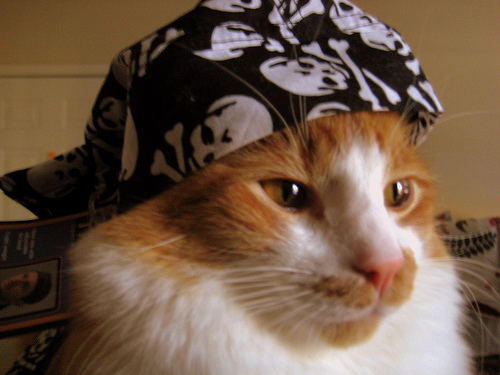 Cat Pirate